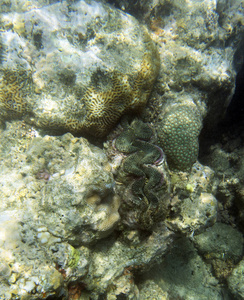 自然 海底 泰国 暗礁 三角花 软体动物 水下 珊瑚 野生动物