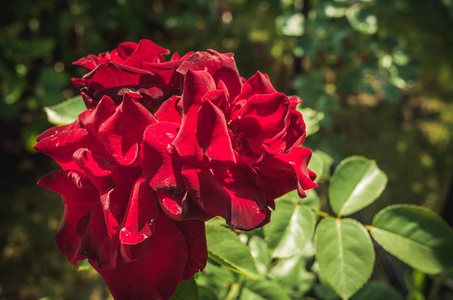 玫瑰 开花 假日 美丽的 花的 自然 浪漫 结婚 颜色 礼物