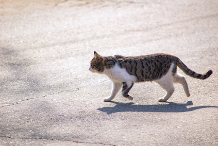 下午 地中海 肖像 等待 繁殖 夏天 外部 基蒂 斑猫 可爱的