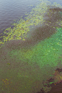 生物学 环境 植物区系 池塘 生态学 自然 纹理 污染 沼泽