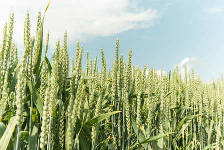 风景 季节 植物 生长 耳朵 夏天 玉米 收获 自然 领域