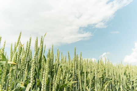 农事 自然 生长 太阳 谷类食品 面包 作物 领域 小麦