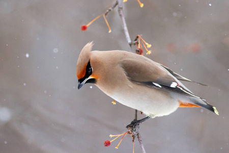 动物 春天 动物群 分支 自然 翅膀 鸟类学 野生动物 乌拉尔