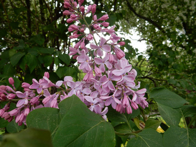 盛开 灌木 花序 植物区系 花瓣 季节 美丽的 花束 春天