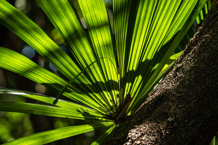 丛林 夏天 风扇 棕榈 植物 森林 树叶 自然 植物区系