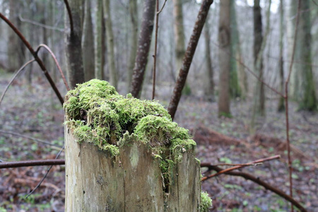 森林 公园 植物 自然 蕨类植物 苔藓 树皮 树干 分支