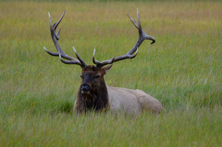 Elk Wapiti Cervus canadensis, Jasper Alberta Kanada travel desti