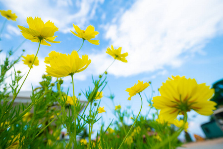 植物 农场 四月 土地 夏天 自然 领域 地平线 美丽的