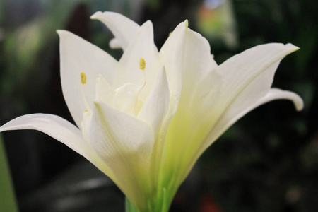 季节 春天 美女 特写镜头 粉红色 自然 植物区系 花的