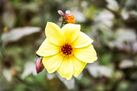 颜色 特写镜头 季节 夏天 植物学 居住 花粉 植物 园艺