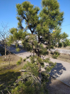 植物 风景 环境 自然 森林 公园 旅行 季节 旅游业 天空