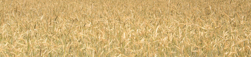 种子 收获 农田 米色 黑麦 耳朵 太阳 小麦 稻草 权力