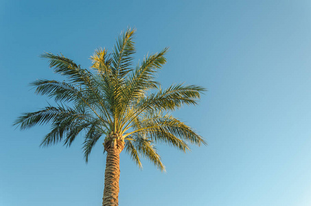 天堂 假期 植物 棕榈 太阳 天空 旅游业 自然 夏天 美丽的