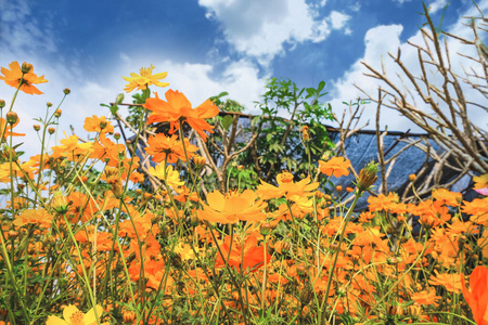 宇宙 领域 花瓣 春天 盛开 自然 花的 花园 夏天 环境