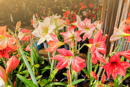 特写镜头 颜色 粉红色 自然 季节 百合花 美丽的 花瓣