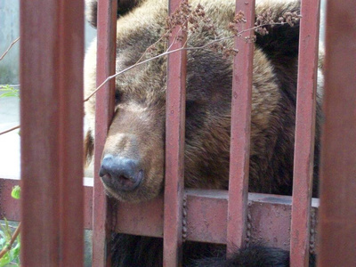 动物群 自然 动物园 墙纸 夏天 乐趣 站立 可爱的 灰熊