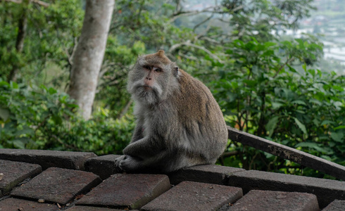 猕猴 可爱极了 哺乳动物 面对 宝贝 猴子 毛皮 自然 泰国