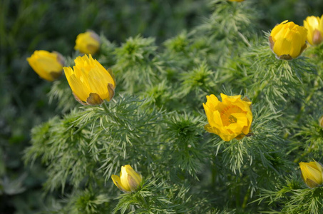 蒲公英 特写镜头 领域 花瓣 颜色 植物区系 花粉 植物