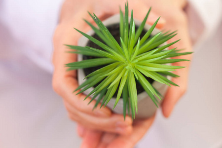 特写镜头 园艺 植物 室内植物 环境 自然 成功 拥抱 花园