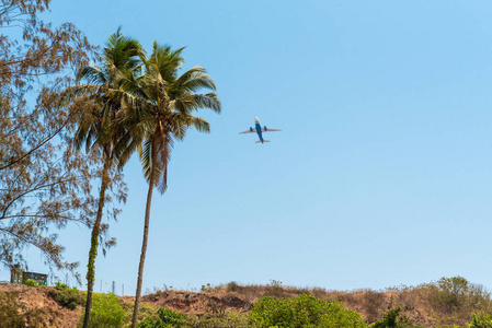 航空 天空 假期 棕榈 夏天 航班 着陆 阳光 旅行 旅游业