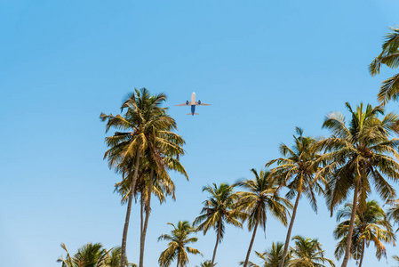 航班 航空 棕榈 夏天 假期 旅游业 天空 飞行 旅行 飞机