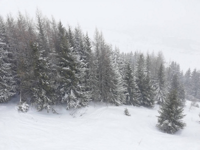 冬天 松木 美丽的 降雪 风景 天气 季节 森林 滑雪 自然