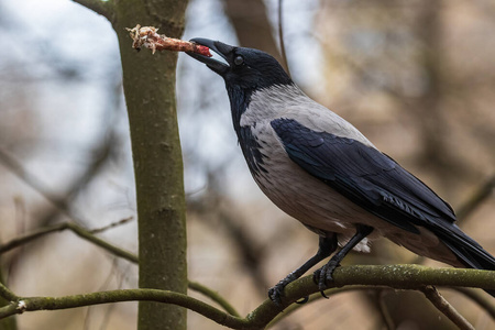 欺骗 乌鸦 动物 季节 羽毛 鸟类学 特写镜头 野生动物