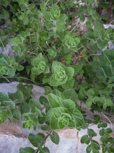 夏天 草药 植物 烹饪 调料品 草本植物 医学 素食主义者