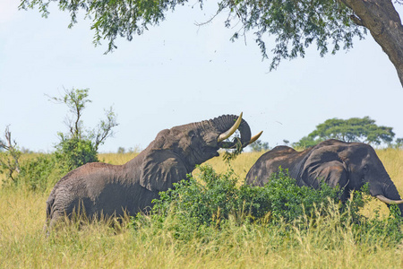 野生动物 稀树草原 食草动物 动物行为学 非洲象 荒野 哺乳动物
