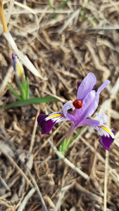 盛开 自然 花的 夏天 四月 第一 植物 美丽的 特写镜头