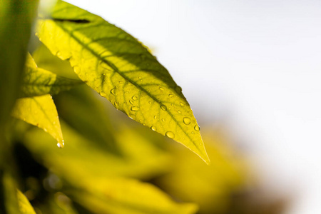 环境 颜色 春天 生态学 软的 季节 植物区系 夏天 绿色植物