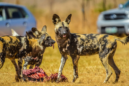危险的 食肉动物 非洲野狗 灌木 非洲 包装 自然 猎人