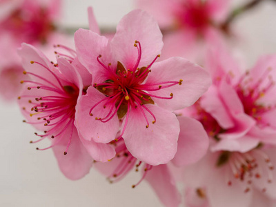 粉红色桃花图片