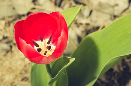 盛开 春天 植物 颜色 公园 花瓣 植物区系 花的 自然