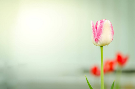 季节 漂亮的 美丽的 开花 春天 夏天 盛开 花束 花园