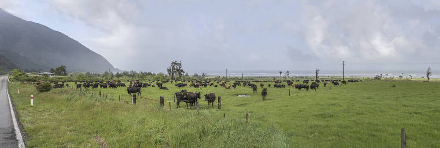 兽群 牲畜 草地 旅行 领域 农业 风景 自然 海岸 旅游