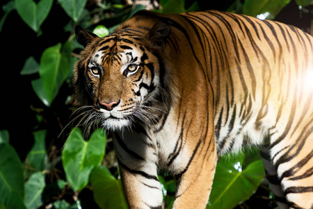 咆哮 亚洲 老虎 哺乳动物 眼睛 野生动物 丛林 凝视 美丽的