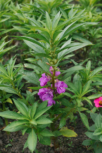 凤仙花 后院 特写镜头 花园 植物 春天 植物区系 园艺