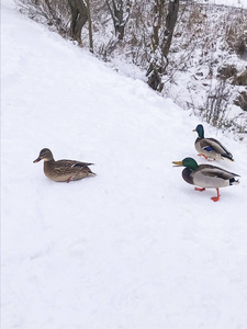 生存 美丽的 小鸭 绿头鸭 游泳 环境 动物 寒冷的 生活