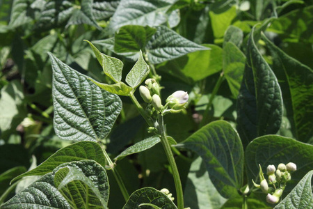 食物 农业 自然 生长 花园 蔬菜 植物