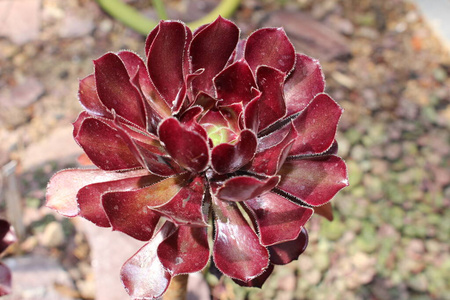 植物园 房子 植物学 景天科 欧洲 瑞士 花园 紫色 花农