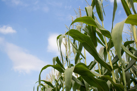 欧洲 季节 食物 阳光 农场 天空 植物 生态学 收获 生长