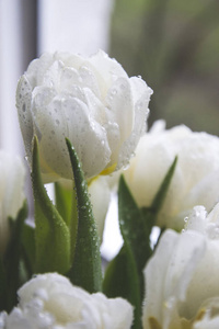 郁金香 颜色 雨滴 浪漫 植物 花的 花瓣 美女 自然 特写镜头