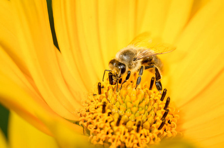 昆虫 花园 植物区系 季节 向日葵 美丽的 美女 蜜蜂 春天