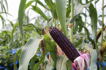 农事 季节 收获 食物 特写镜头 颜色 花园 蔬菜 玉米