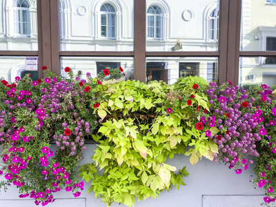 城市 夏天 植物 窗户 开花 村庄 花的 建筑 盛开 美丽的