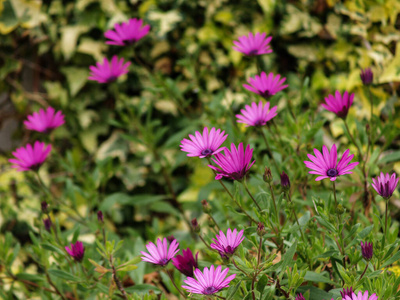 植物区系 花的 特写镜头 花园 粉红色 黛西 自然 春天