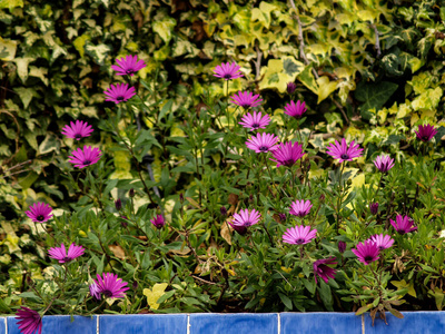 花园 春天 自然 粉红色 黛西 生长 花的 开花 特写镜头