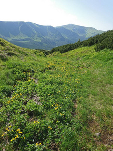 风景 自然 全景图 乌克兰 喀尔巴阡山 山坡 天空 旅游业