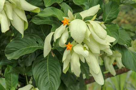 季节 茜草科 园艺 森林 春天 颜色 植物 植物区系 美女